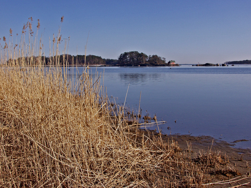 Reeds and a quiet sea