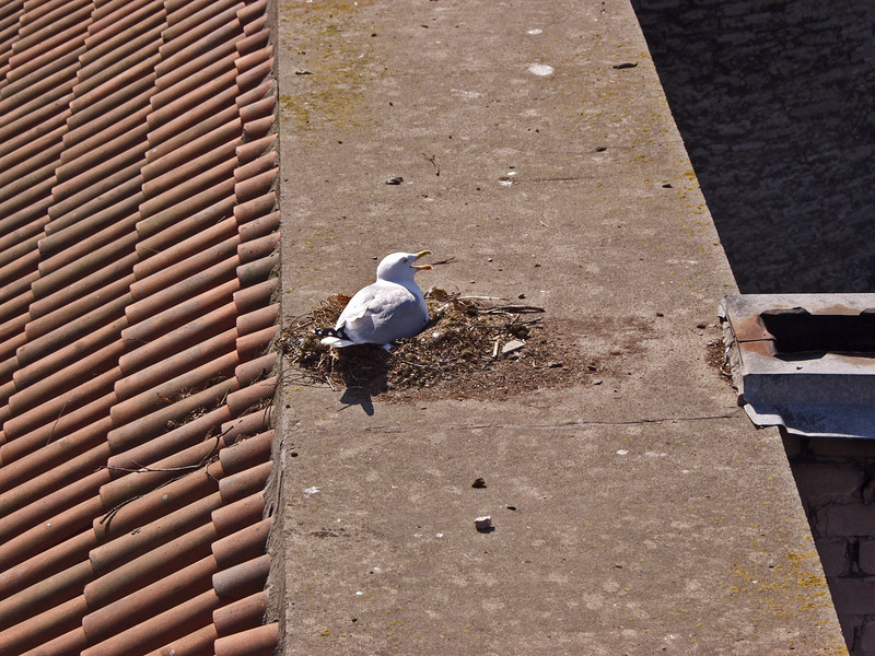 A seagull's nest