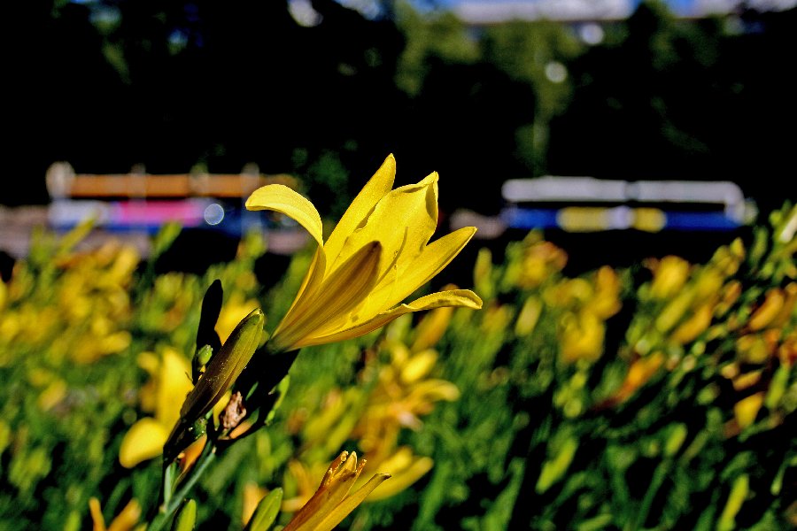 A flower and rush hour on Hmeentie