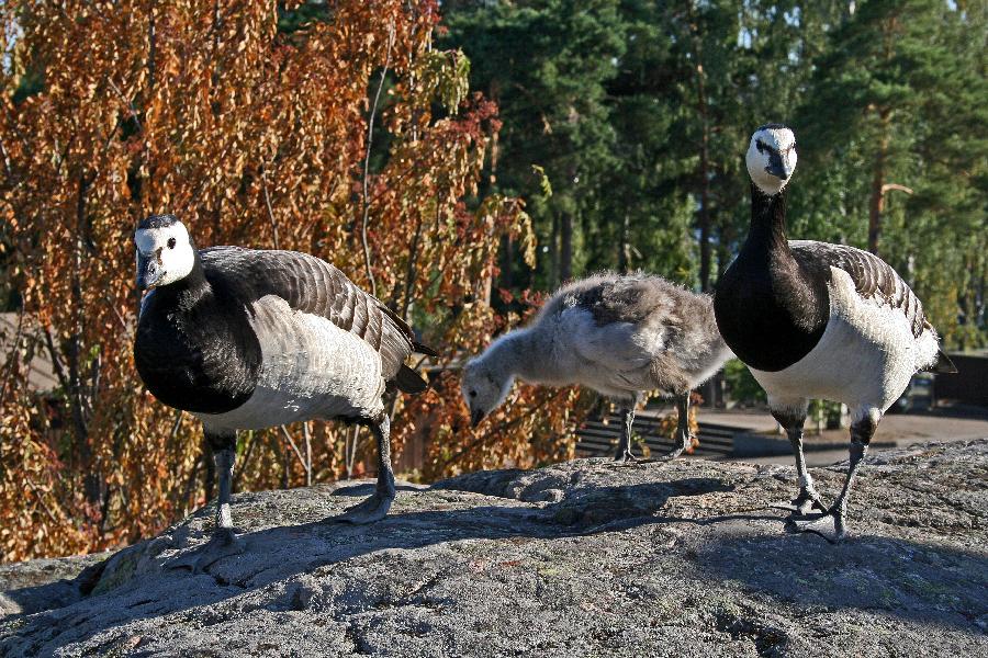 Barnacle geese in Korkeasaari