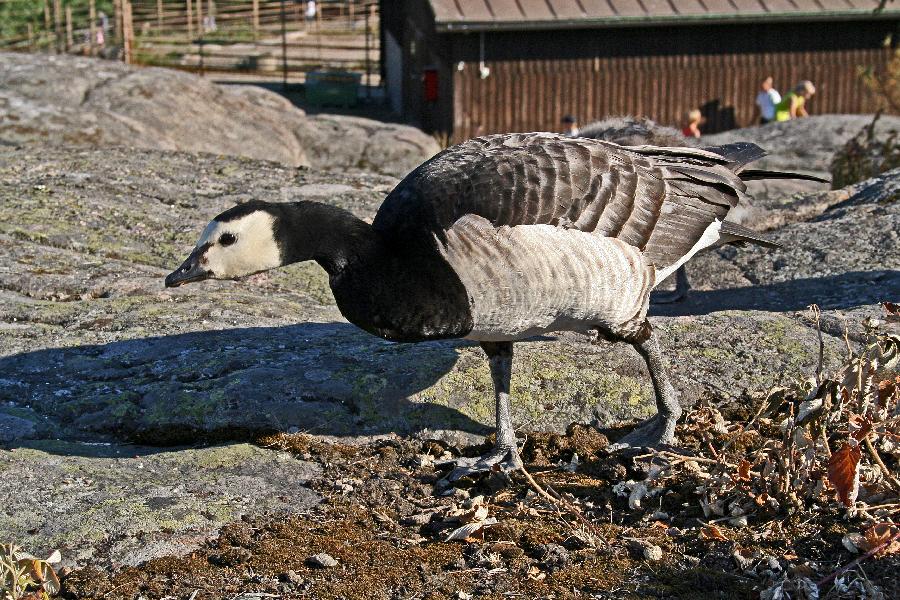 A barnacle goose