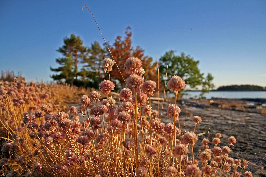 Chive at the Kistren island