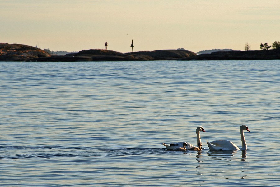 Swans