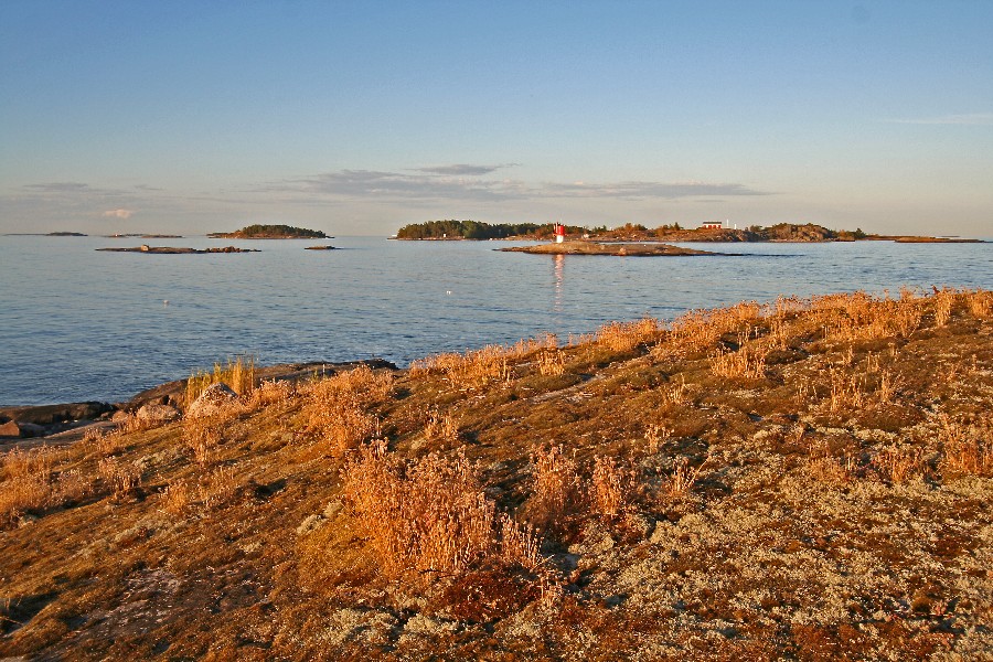 Vegetation on beach rocks