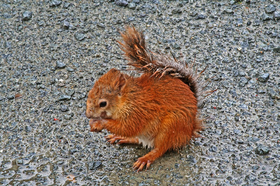 Orava (Sciurus vulgaris)