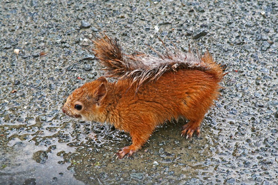 Squirrel (Sciurus vulgaris)