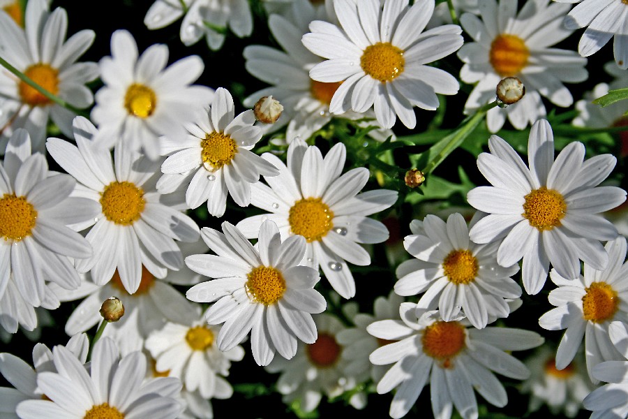 Pivnkakkaroita (Leucanthemum vulgare)