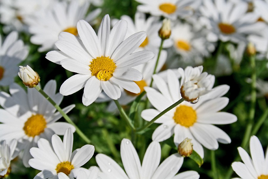 Pivnkakkaroita (Leucanthemum vulgare)