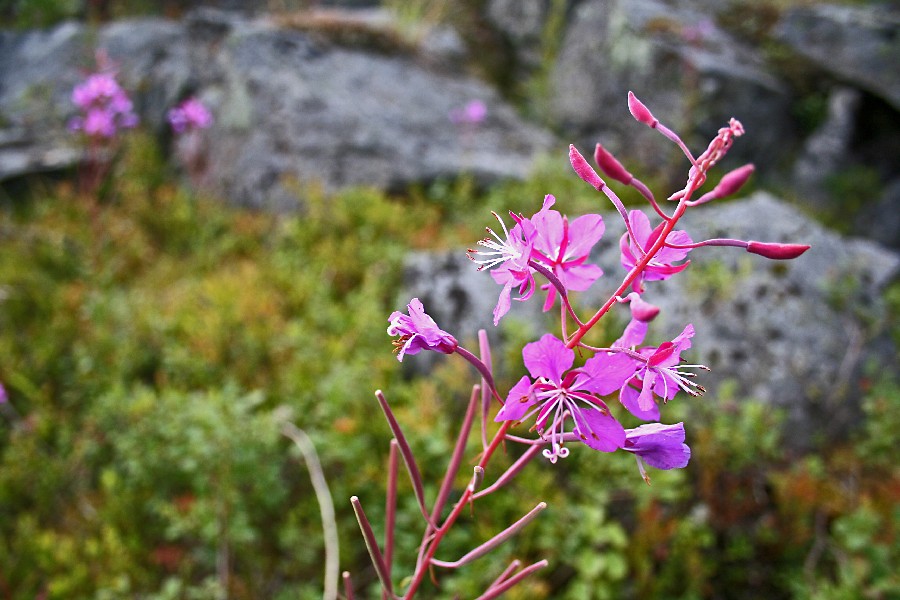 Fireweed