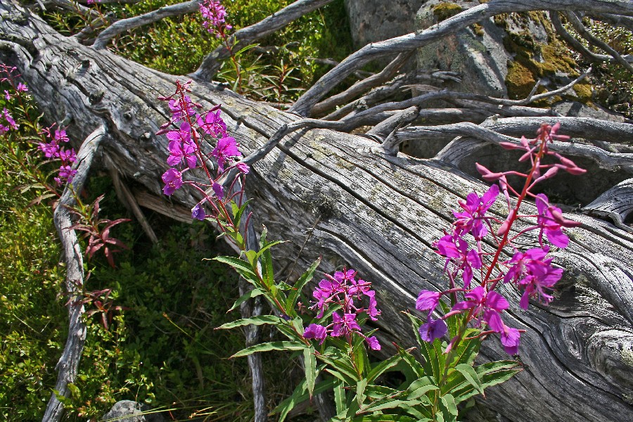 Fallen snag and fireweed