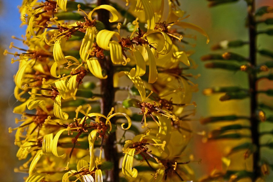 Orange ligularia (Ligularia dentata)