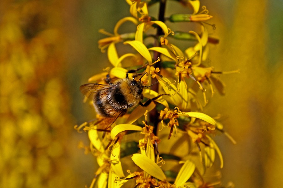 A bee and an orange ligularia (Ligularia dentata)