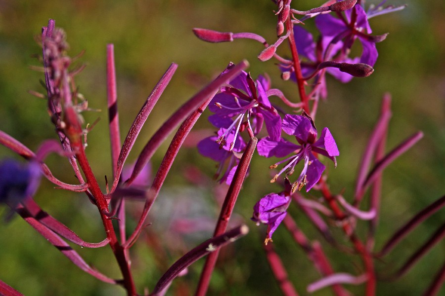 Fireweed