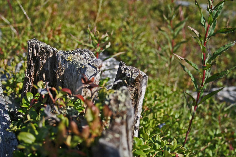 A dead tree's stump