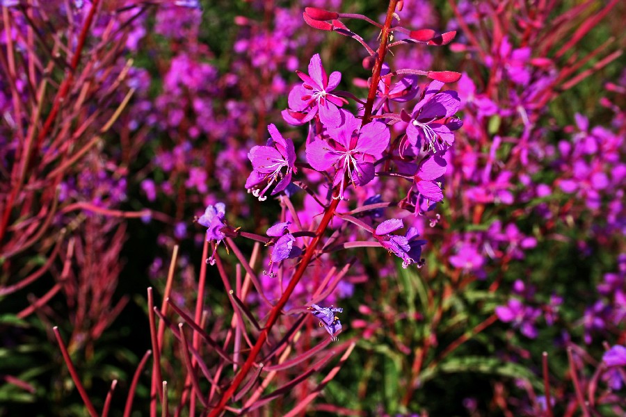 Fireweed