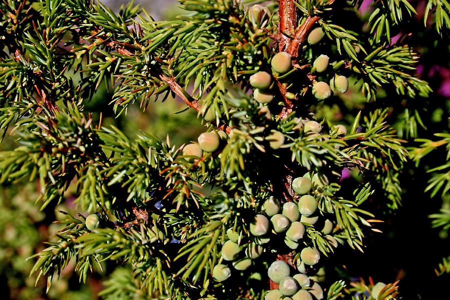 Juniper berries
