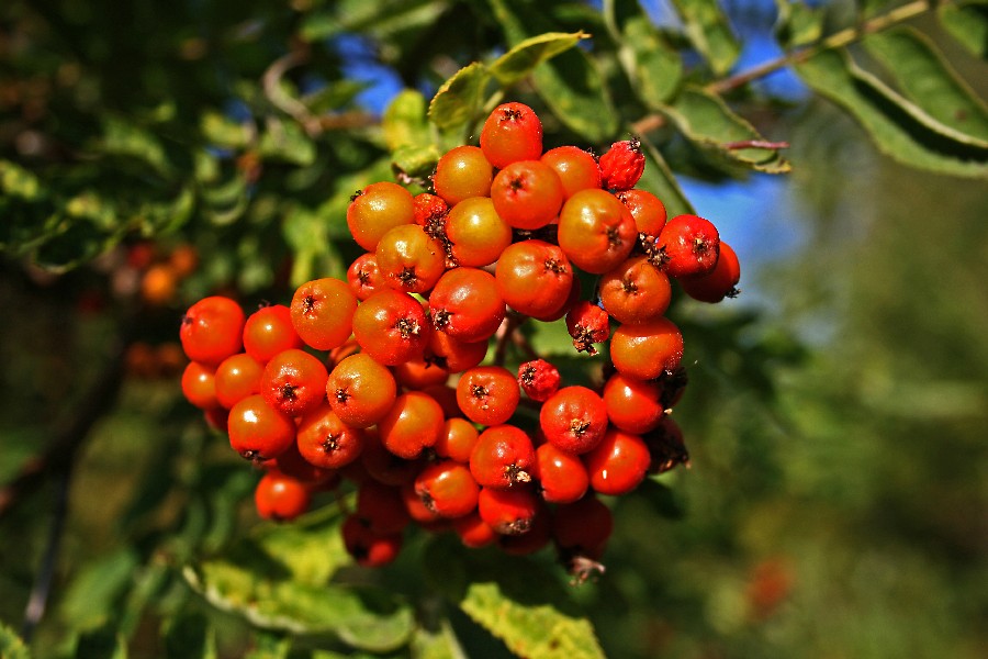 Rowan berries