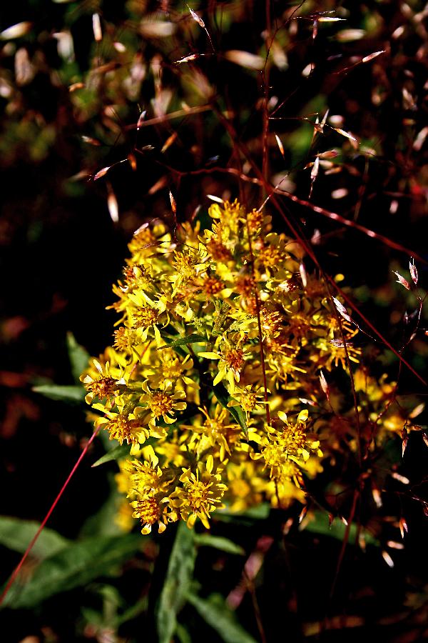 Kultapiisku Solidago Virgaurea Toinen Linja Kultapiisku Solidago Virgaurea Toinen Linja