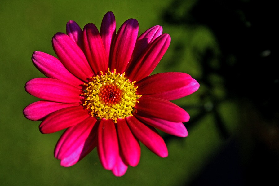 Echinacea purpurea