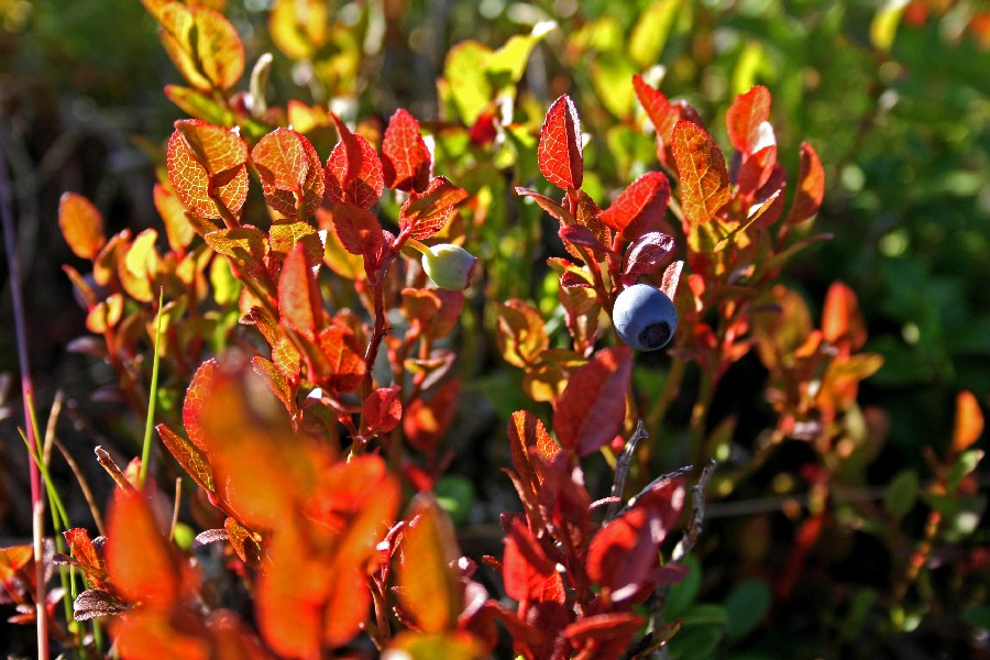 Tundra bilberry (Vaccinium uliginosum)