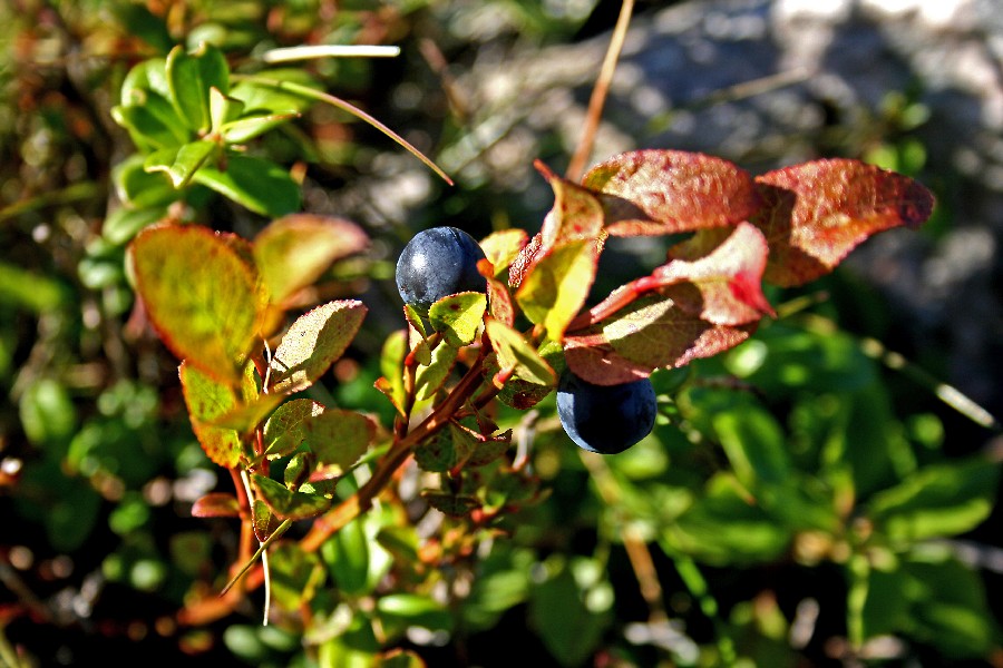 Blueberry (Vaccinium myrtillus)