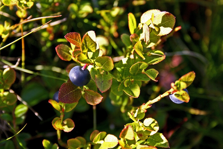 Blueberry (Vaccinium myrtillus)