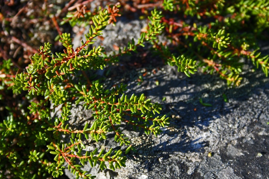 Crowberry (Empetrum nigrum) branches