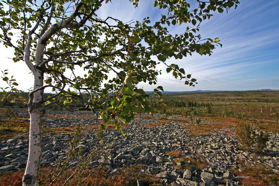 Vaivaiskoivu (Betula nana)