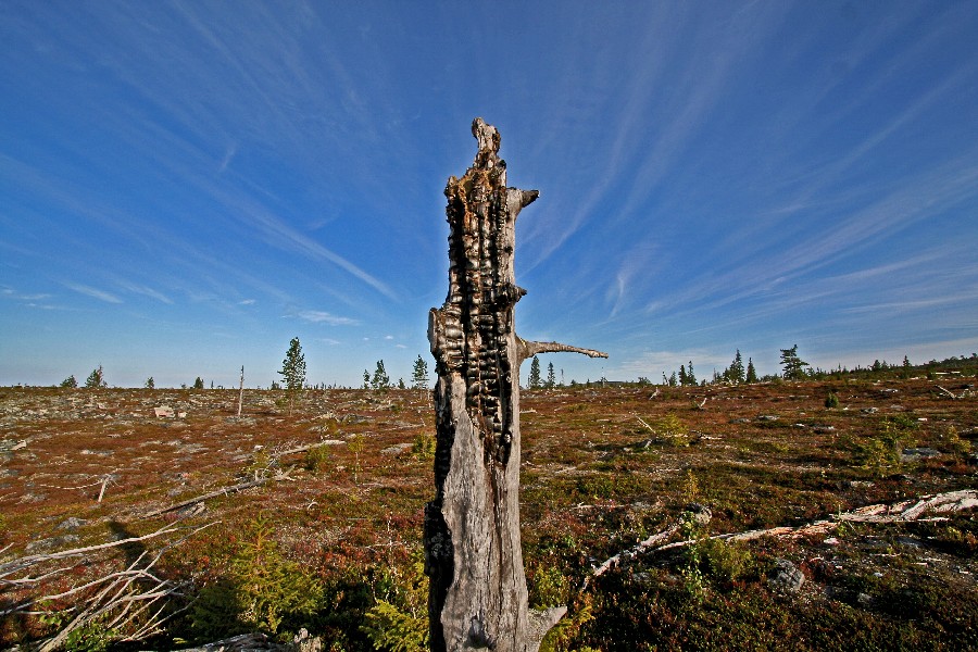 A charred snag