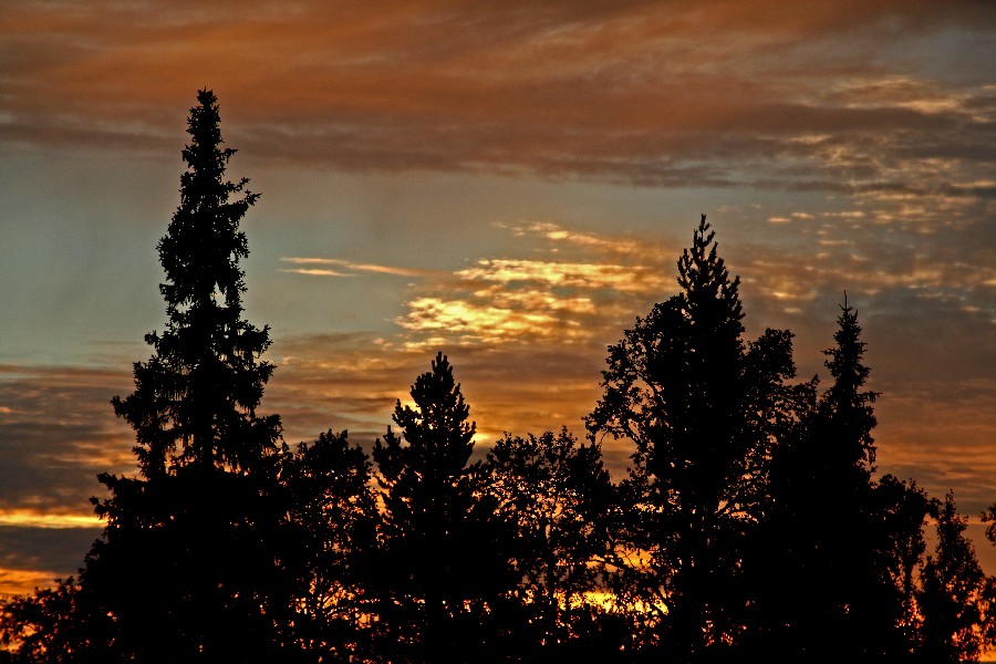 Auringonlasku kuusien takana