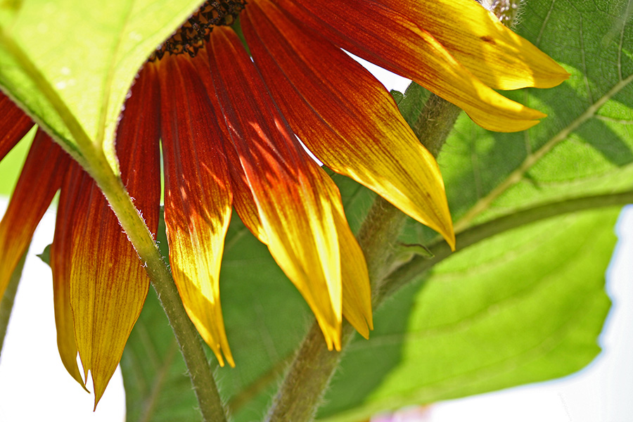 Auringonkukka (Helianthus annuus)