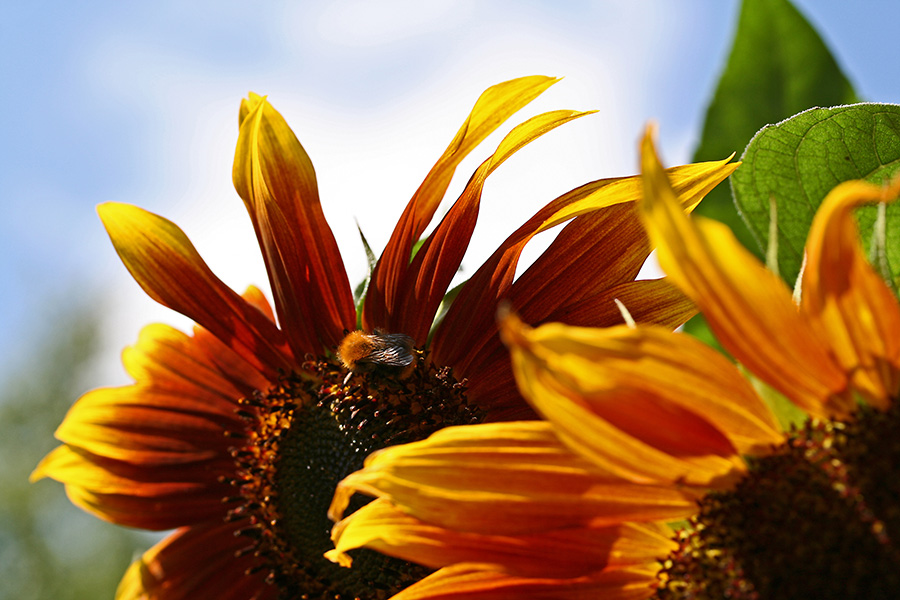 Sunflower (Helianthus annuus)