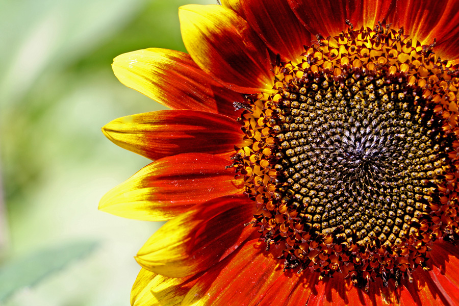 Auringonkukka (Helianthus annuus)