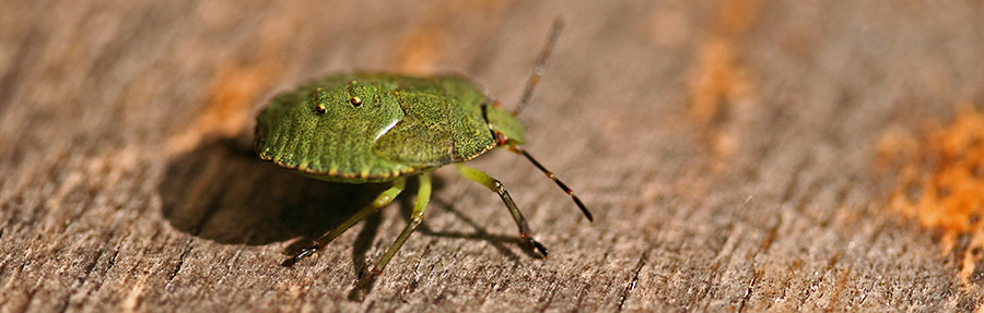A bug