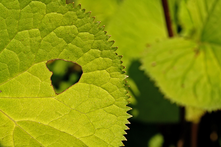 Saw edge on a leaf