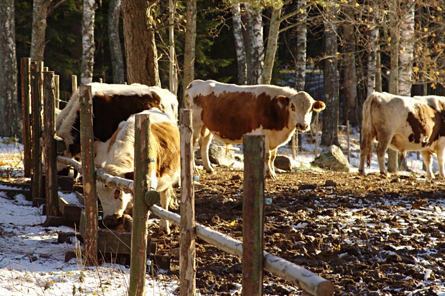 Real cows neighboring the 
