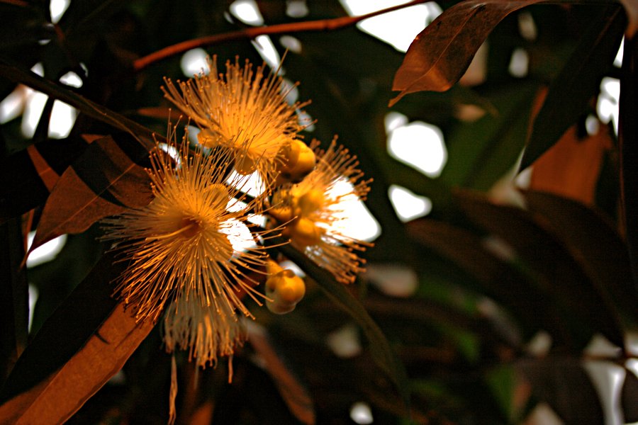 Jambos (Syzygium jambos)