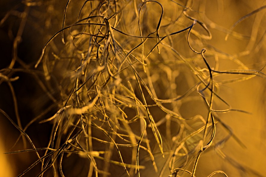 Close up on a plant's roots