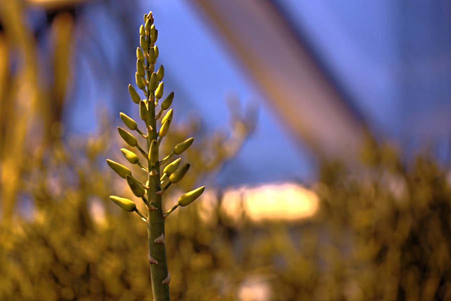 Fan aloe (Aloe plicatilis)