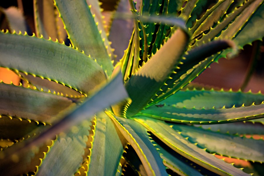 Kynsialoe (Aloe mitriformis)