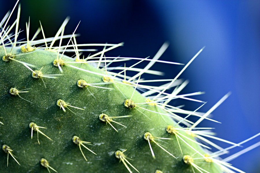 Partaopuntia (Opuntia leucotricha)