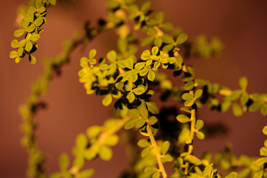 Canary broom (Teline canariensis)
