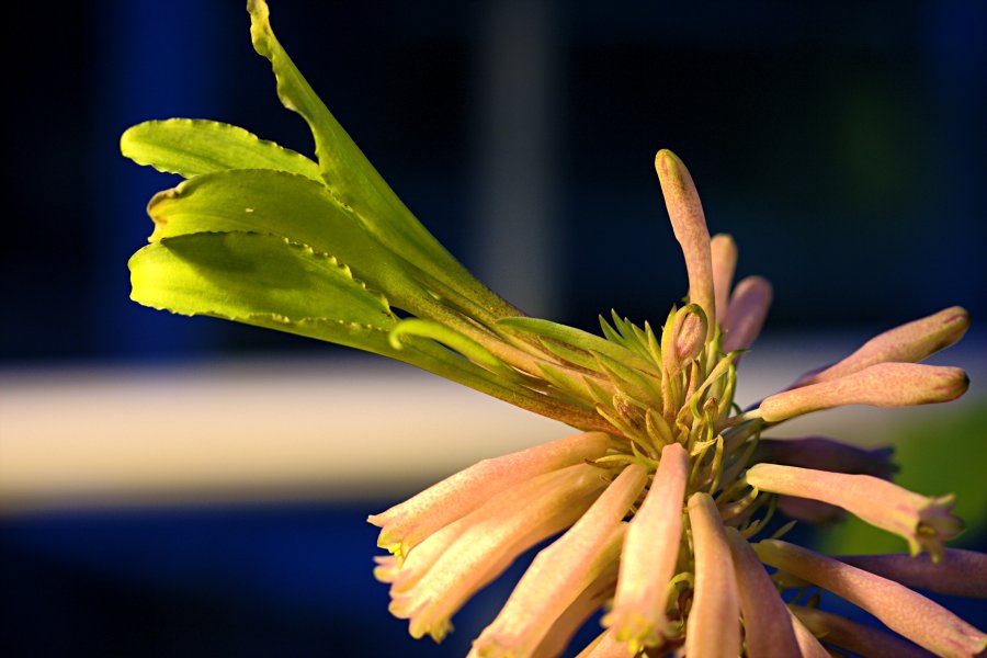 Sand lily (Veltheimia capensis)