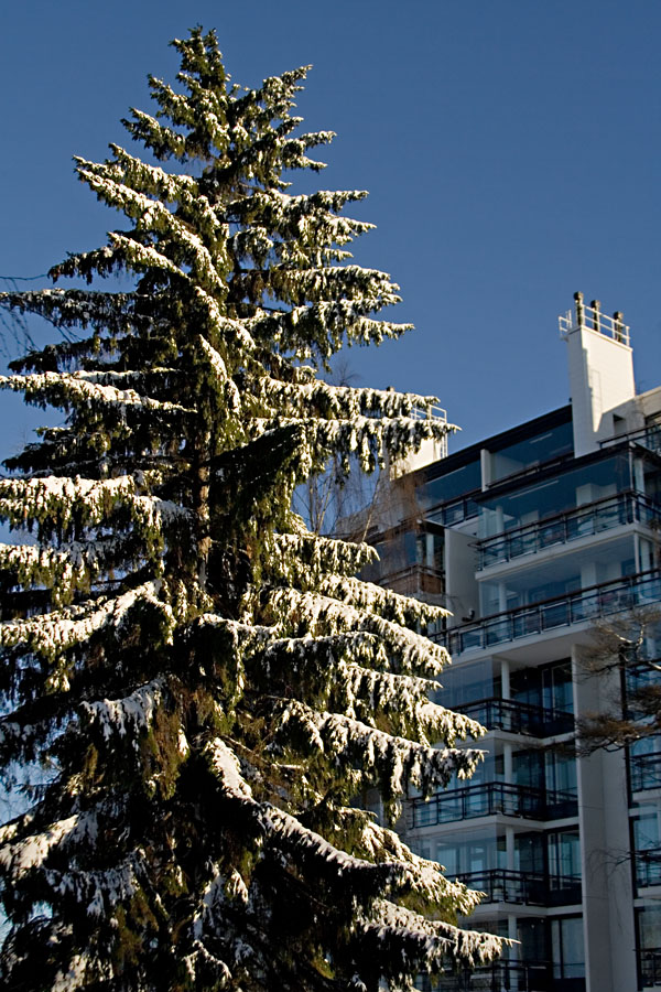 A snowy fir and the apartment building at Keskatu 8