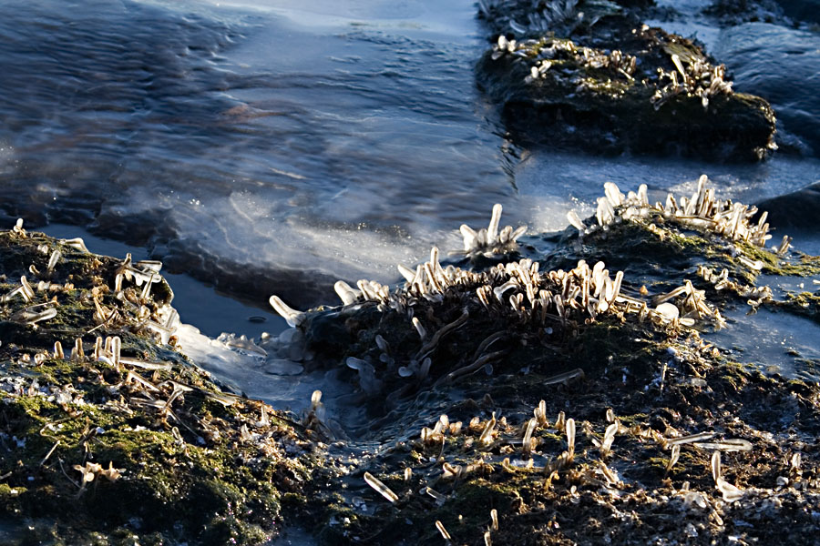 Icicles on waterside vegetation