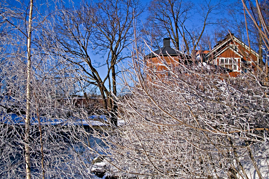 Snowy trees at Kuninkaankartanonsaari island
