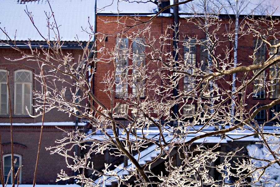 Snowy trees