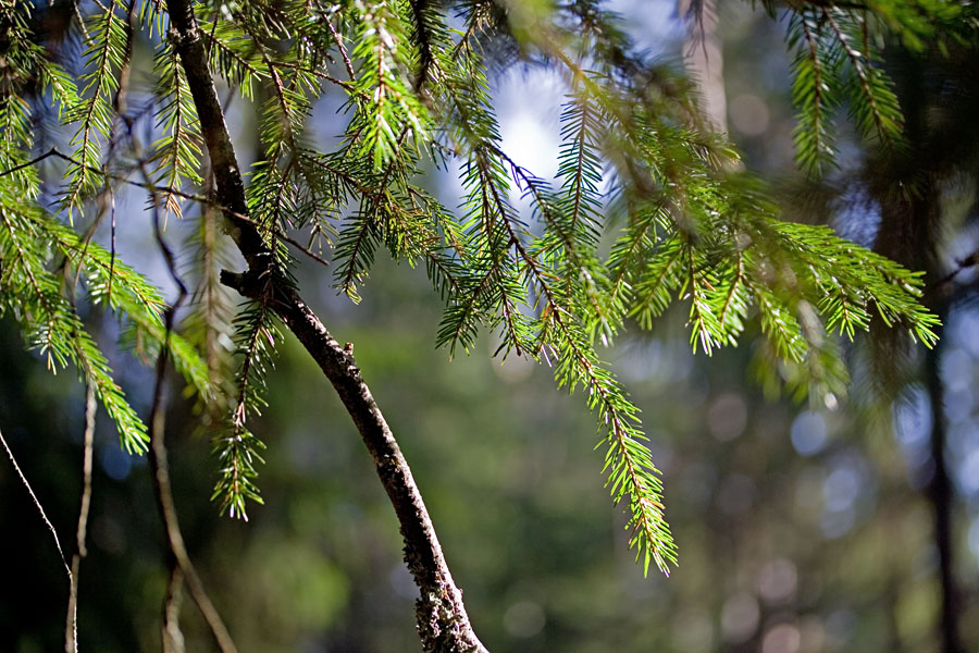 Fir twigs