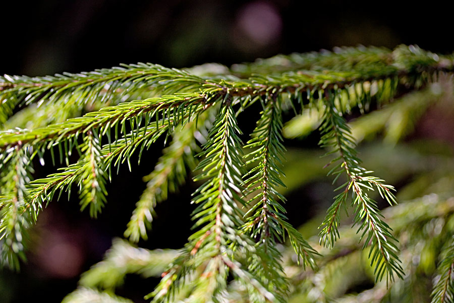 A fir twig