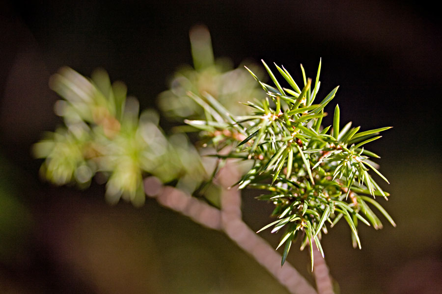 Needles of a juniper (Juniperus communis)